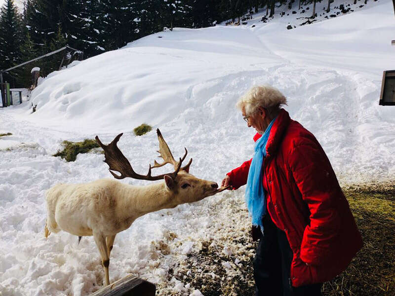 Oma füttert im Winter den Damhirsch