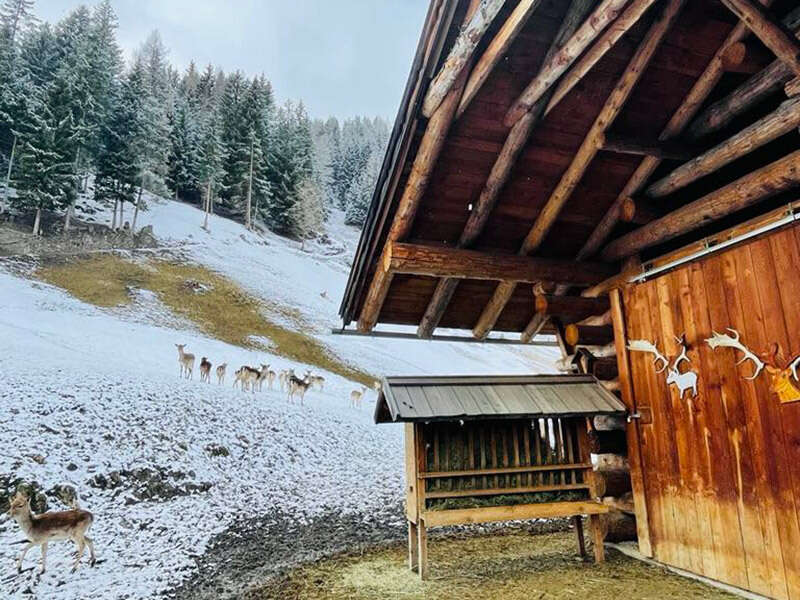 Holzunterstand und Heuraufe mit Heu im Wildgehege im Winter