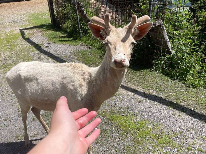 Junger Damhirsch mit kleinem Geweih