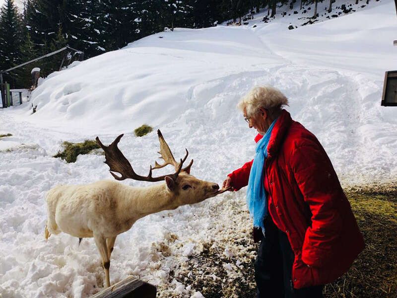 Oma füttert im Winter den Damhirsch
