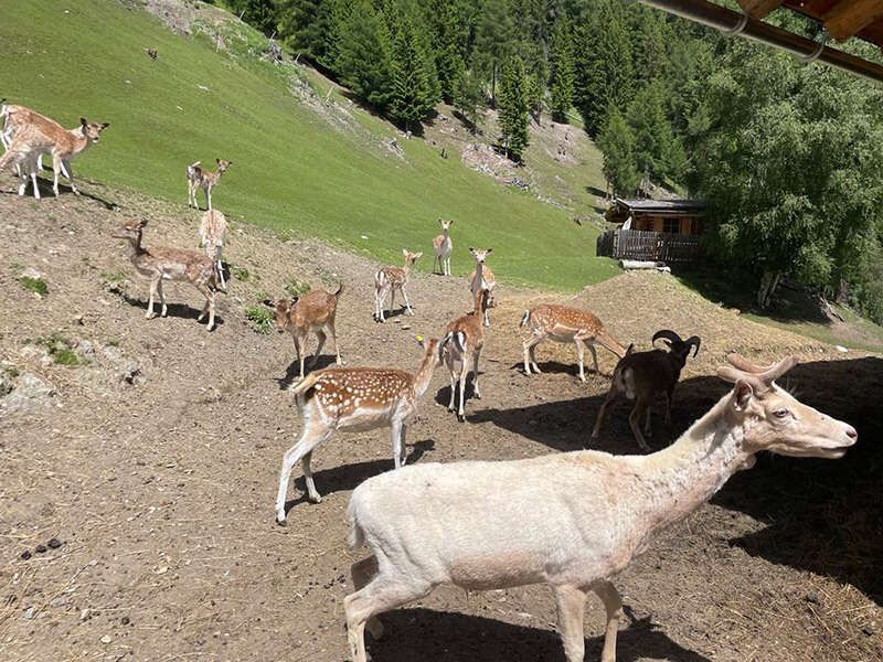 Damhirsch und Hirschkühe im Wildgehege