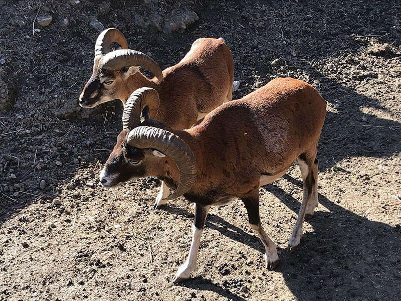 Zwei Mufflons im Wildgehege