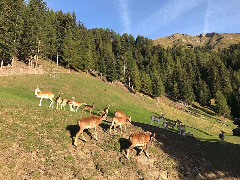 Damnhirsche und Mufflons im Wildgehege vom Sonnenhof