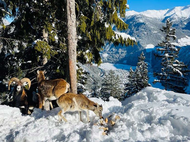 Mufflons im Wildgehege im Winter