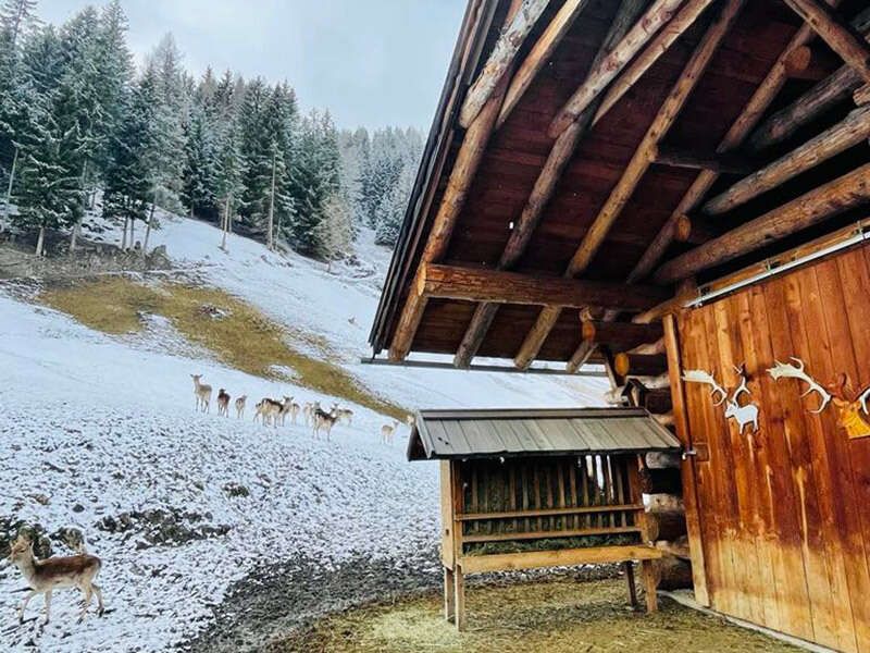 Holzunterstand und Heuraufe mit Heu im Wildgehege im Winter